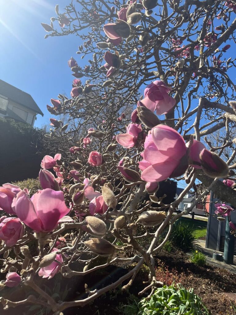 Can't identify this flower