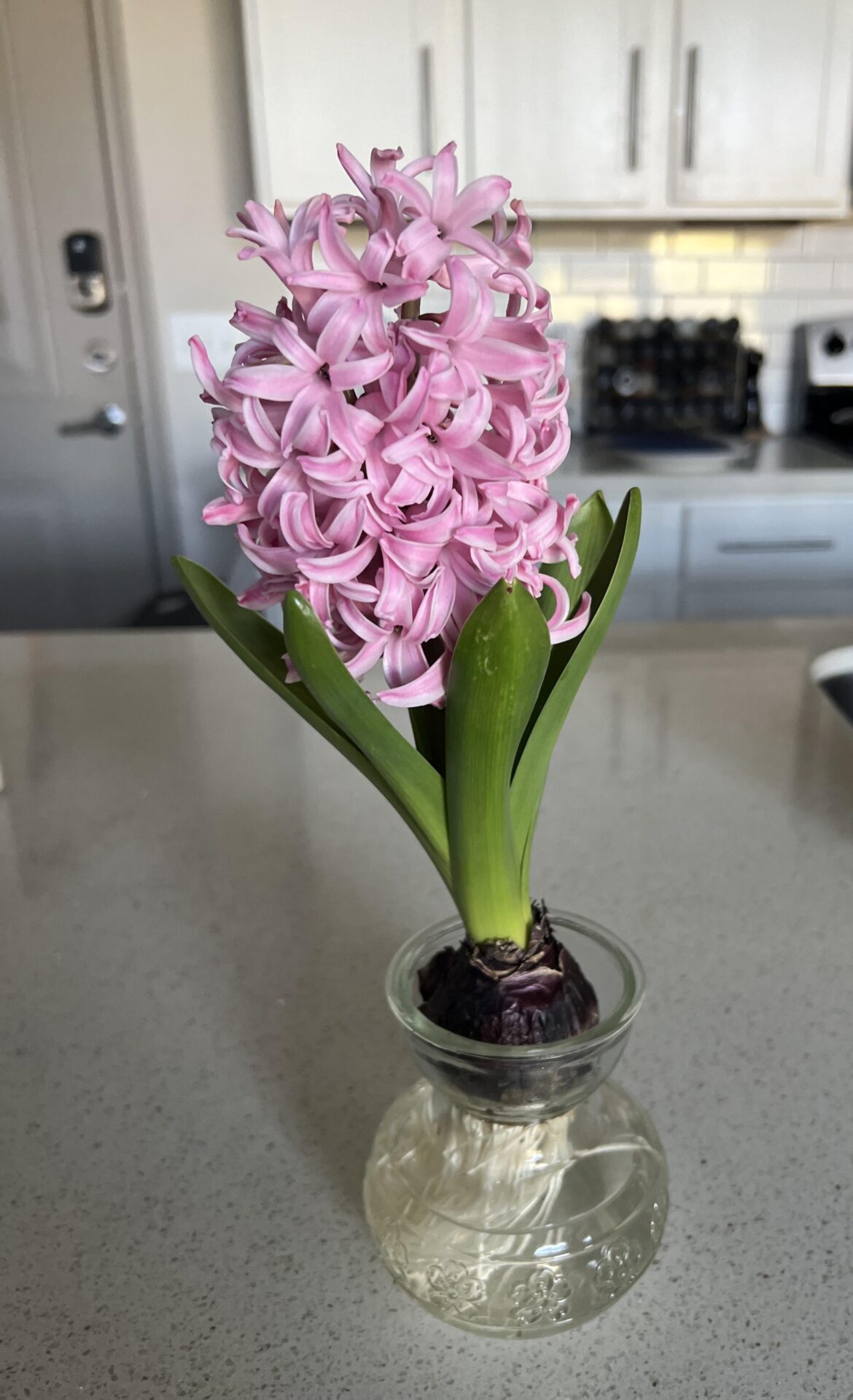 Pretty Hyacinth from my fiancé🌸 How should I care for it, does it need to be potted?