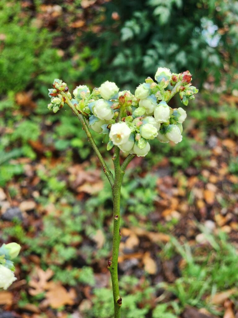 Blueberry bush flowers!