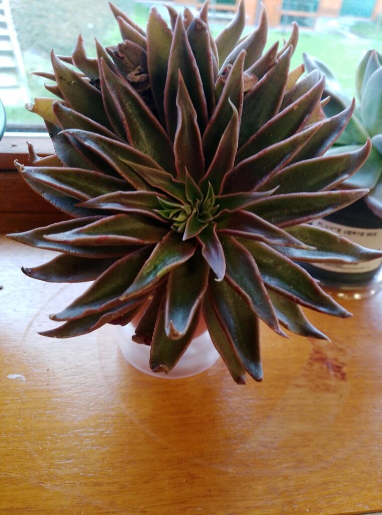 Echeveria saber wolf