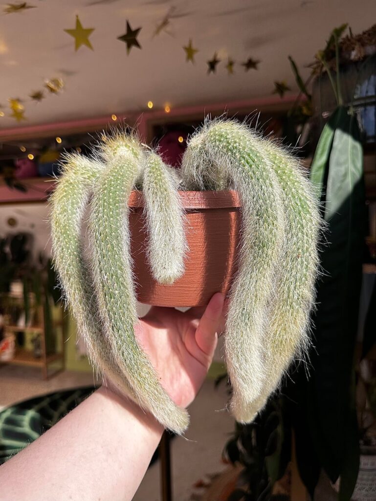 I got another monkey tail cactus because I couldn’t resist her