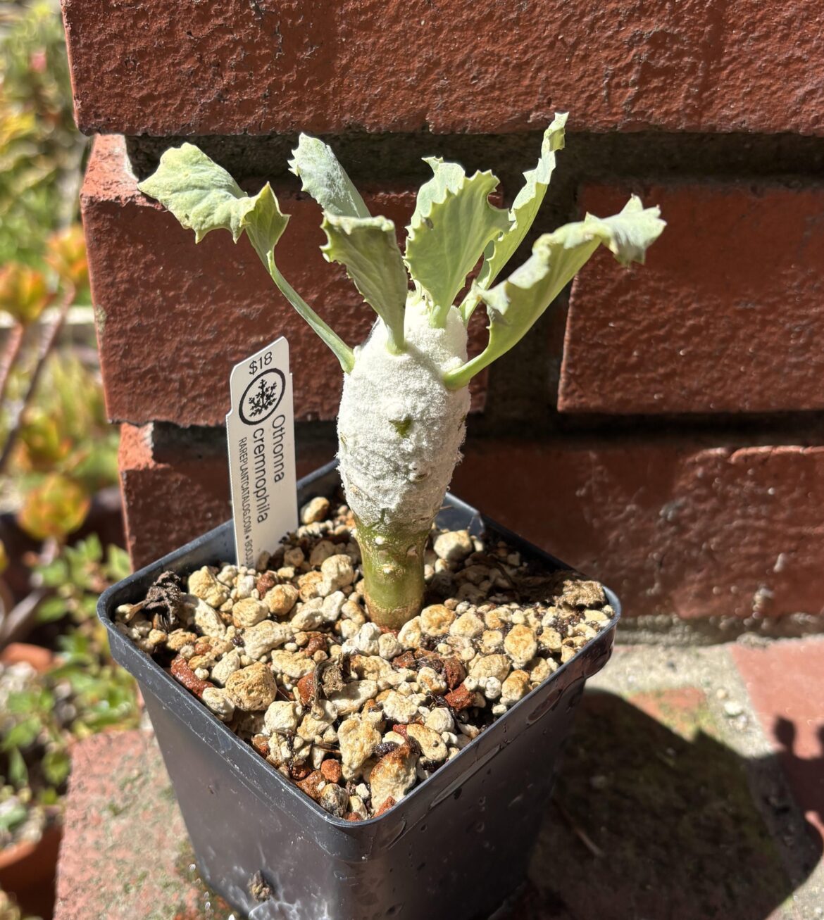 Othonna cremnophila