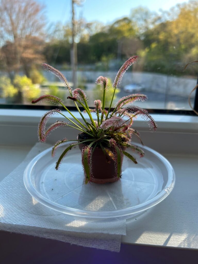 Repot time? (New to sundews)
