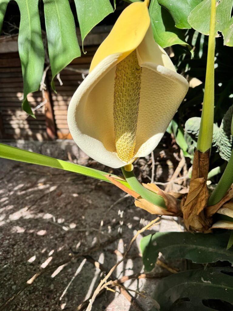 I'm sharing more flowers from my monstera!