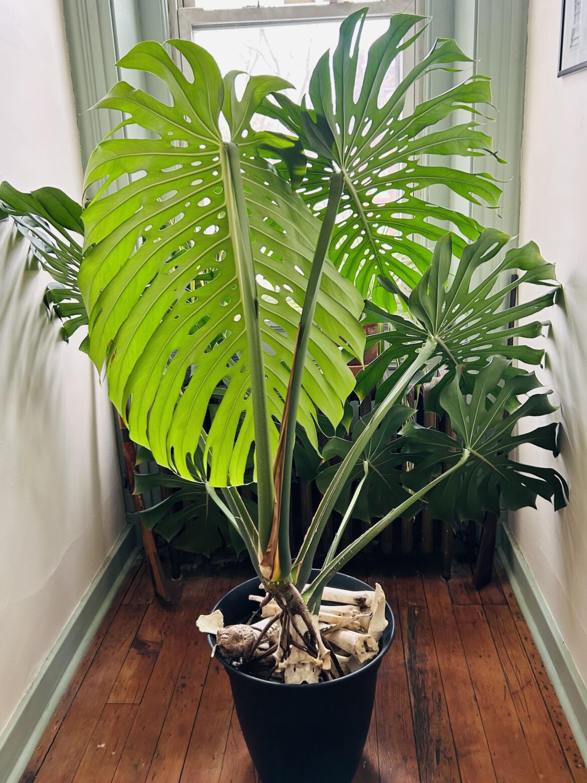 Just keeps getting bigger