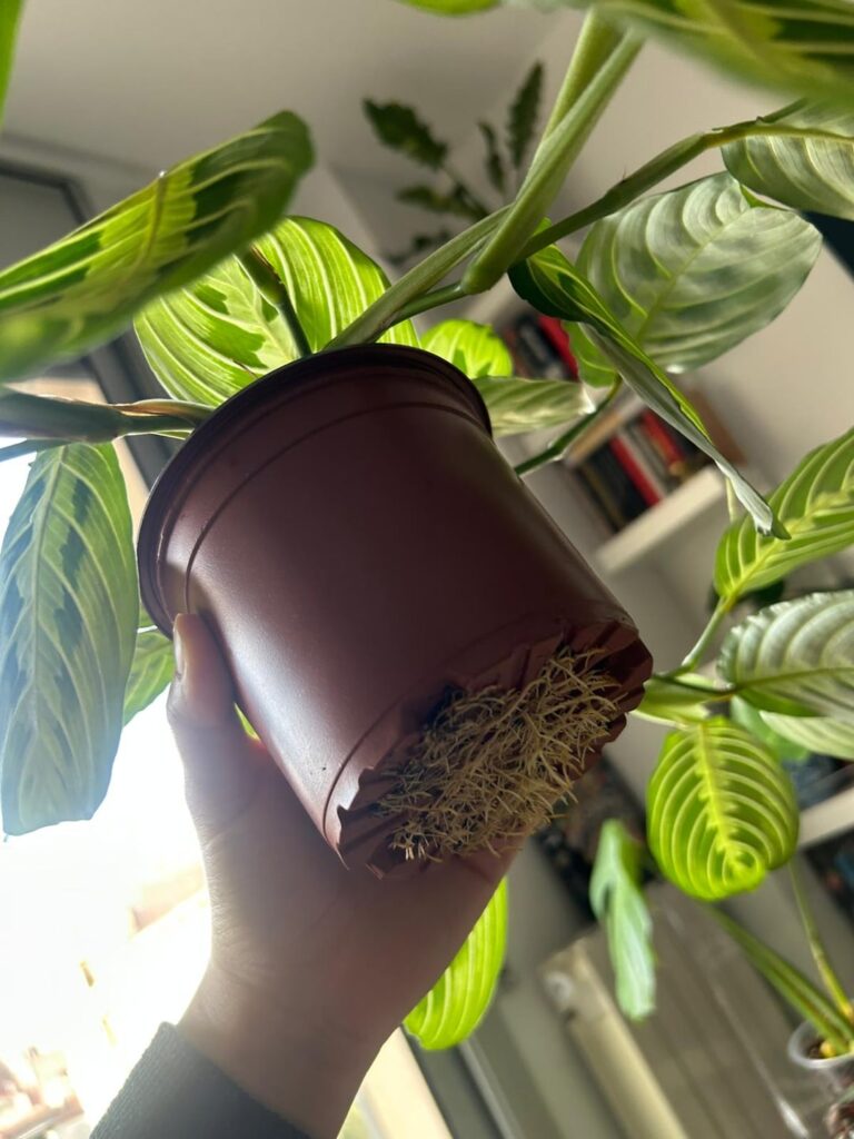 First time repotting marantas: Should I repot? If yes, what should I be careful about?
