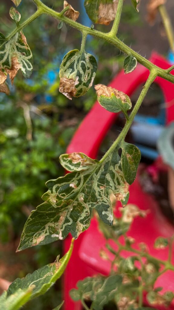 My tomato plant is drying