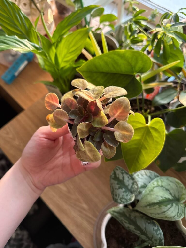 What should I do to help my violet?