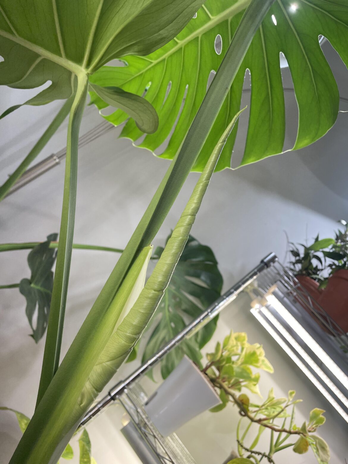 New deliciosa leaf