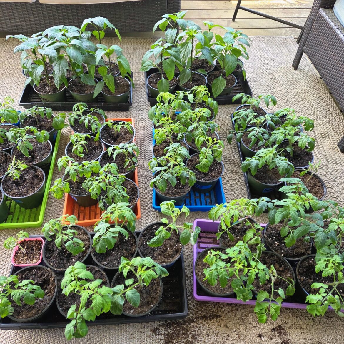 Let the hardening off begin!