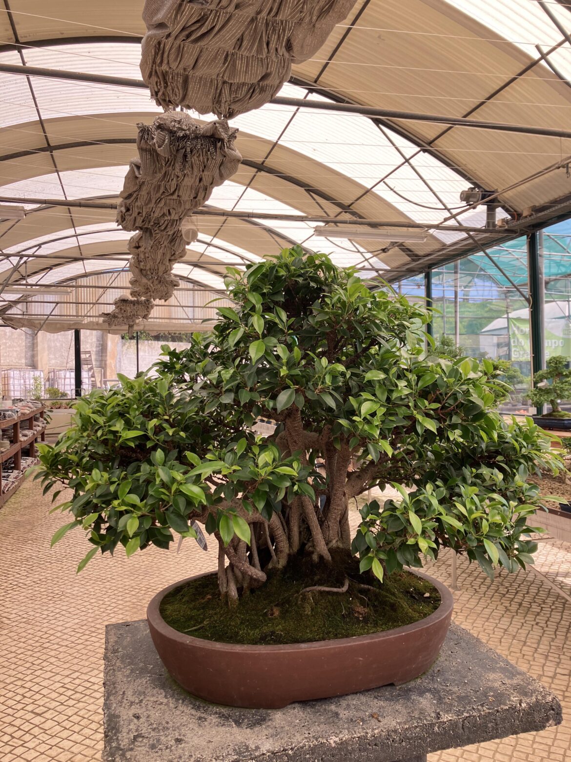 Ficus retusa (1956)