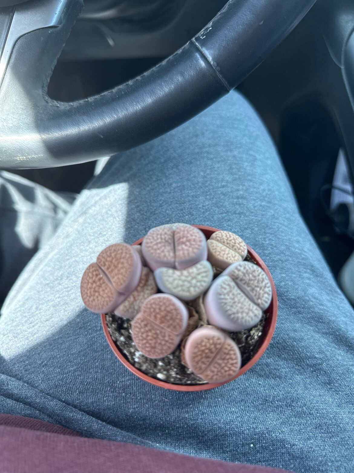 First time I’ve ever owned a houseplant. Saw these and thought they were mushrooms and now I’m obsessed. Any tips?