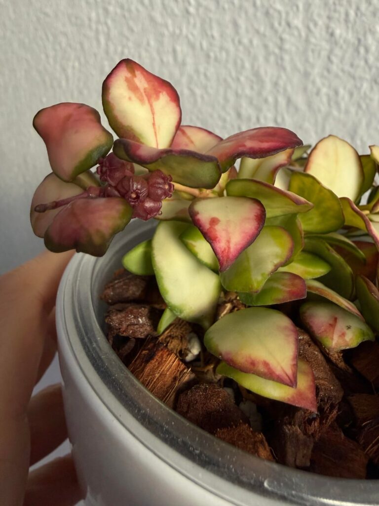 Hoya heuschkeliana variegata Flower 🥰