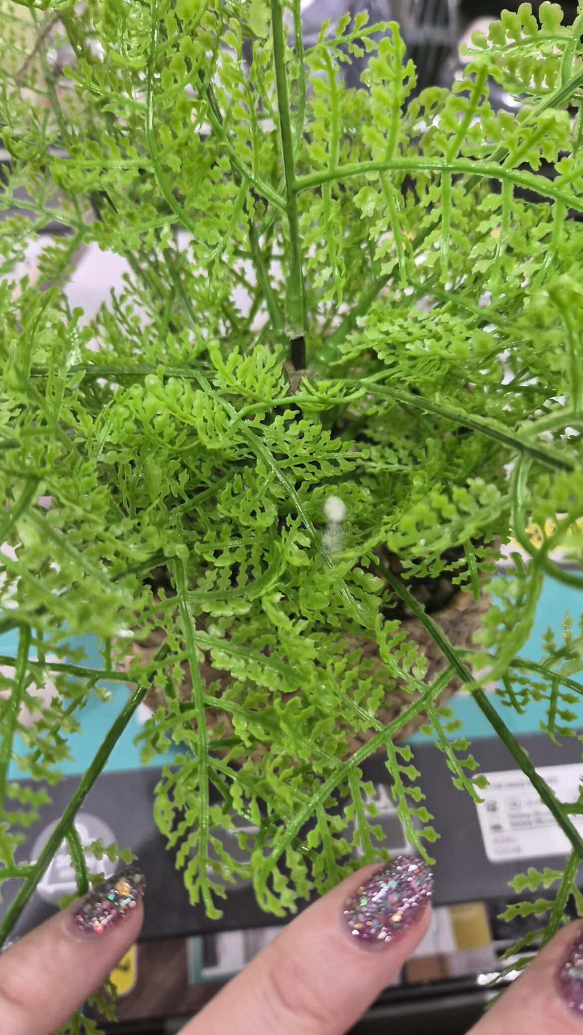 Help! Does my plant have mealies?