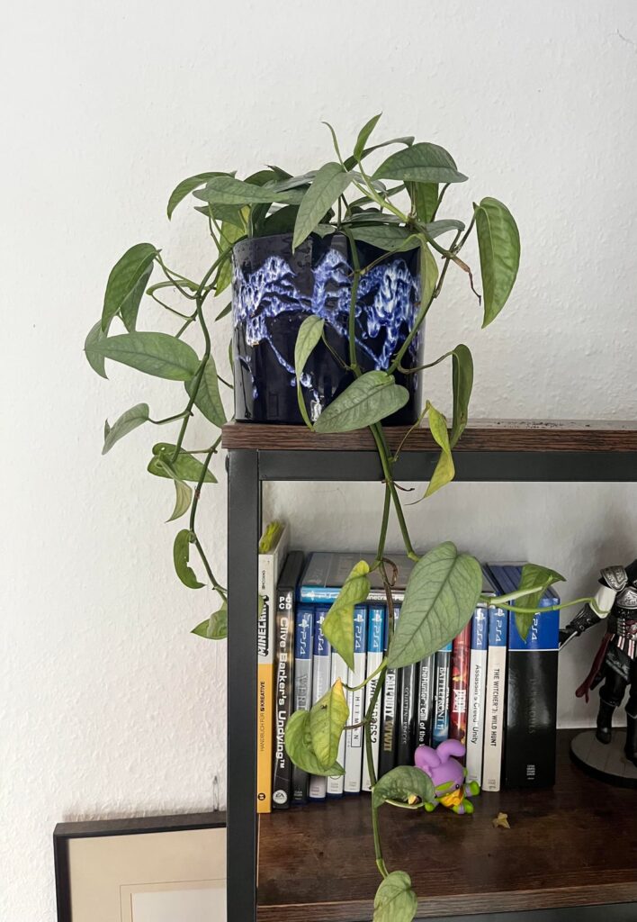 What’s wrong with my ‘Cebu Blue‘? What’s wrong with my 'Cebu Blue‘?