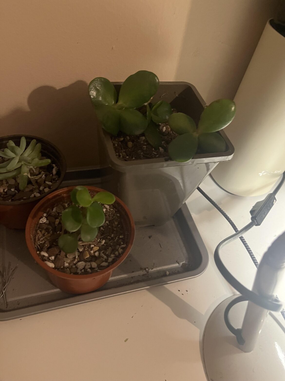 Help with propagating jade and elephant bush