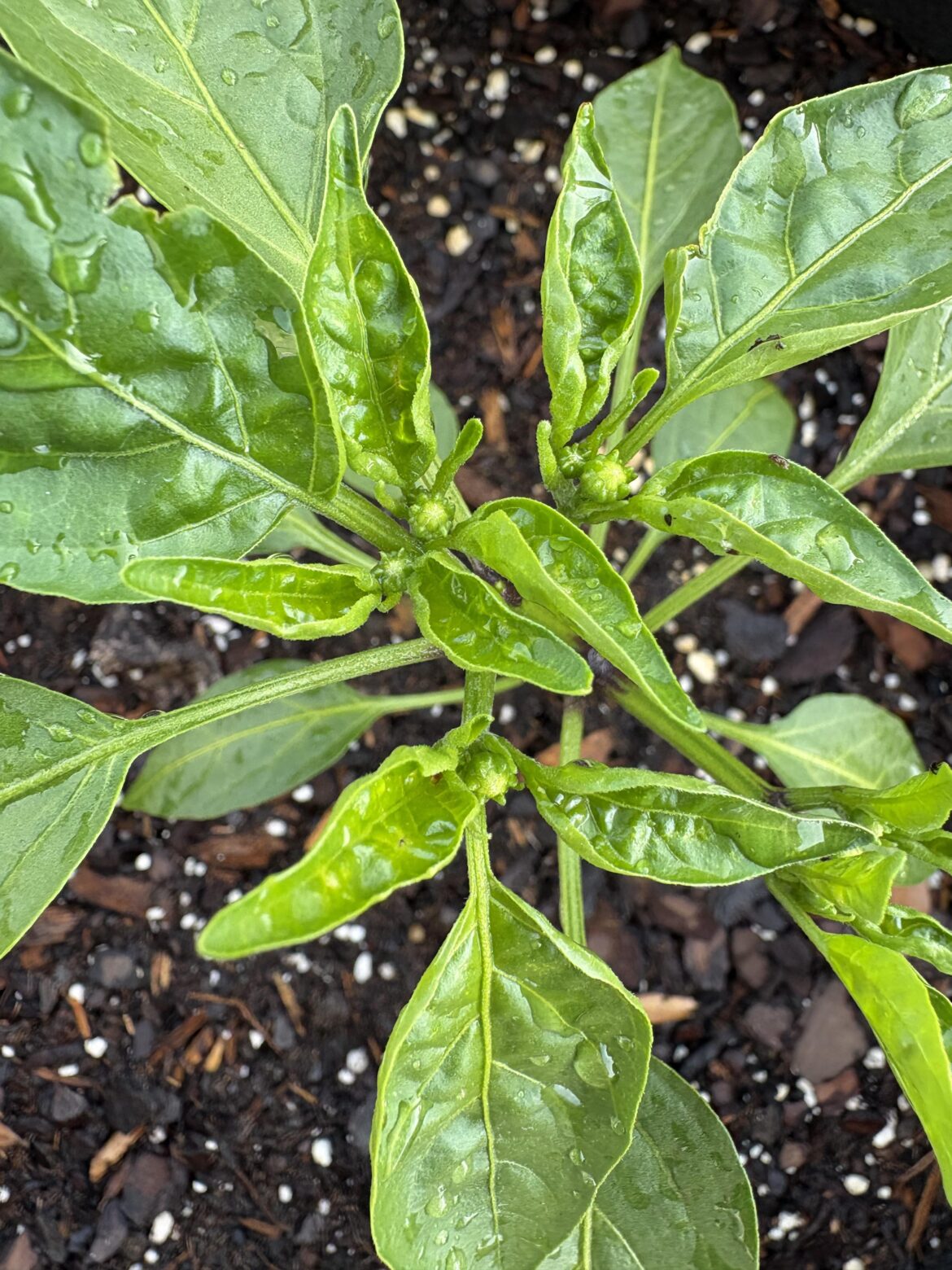Are these flowers on this jalapeño plant?