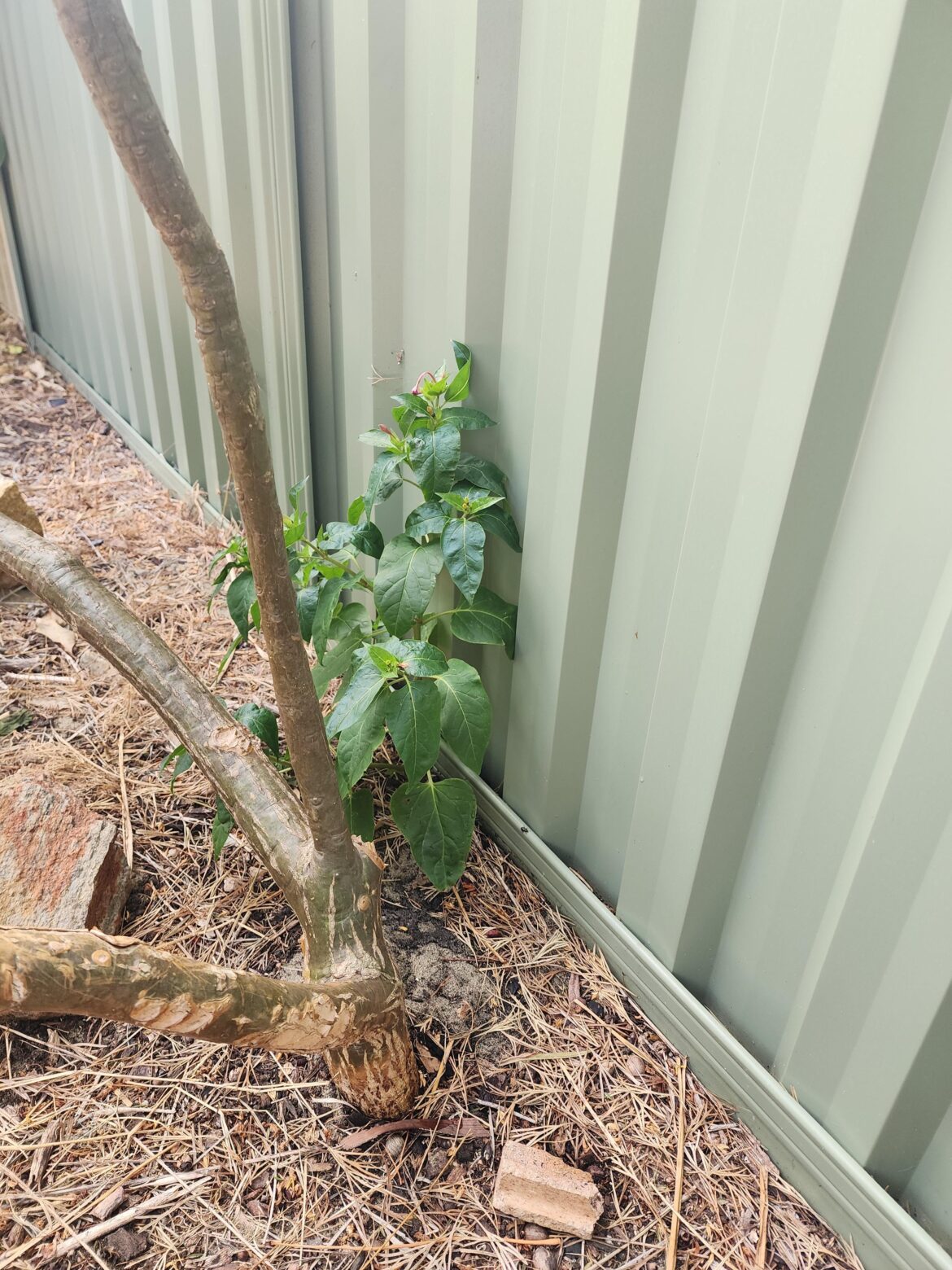 Any idea what this is? I have 2 smaller ones