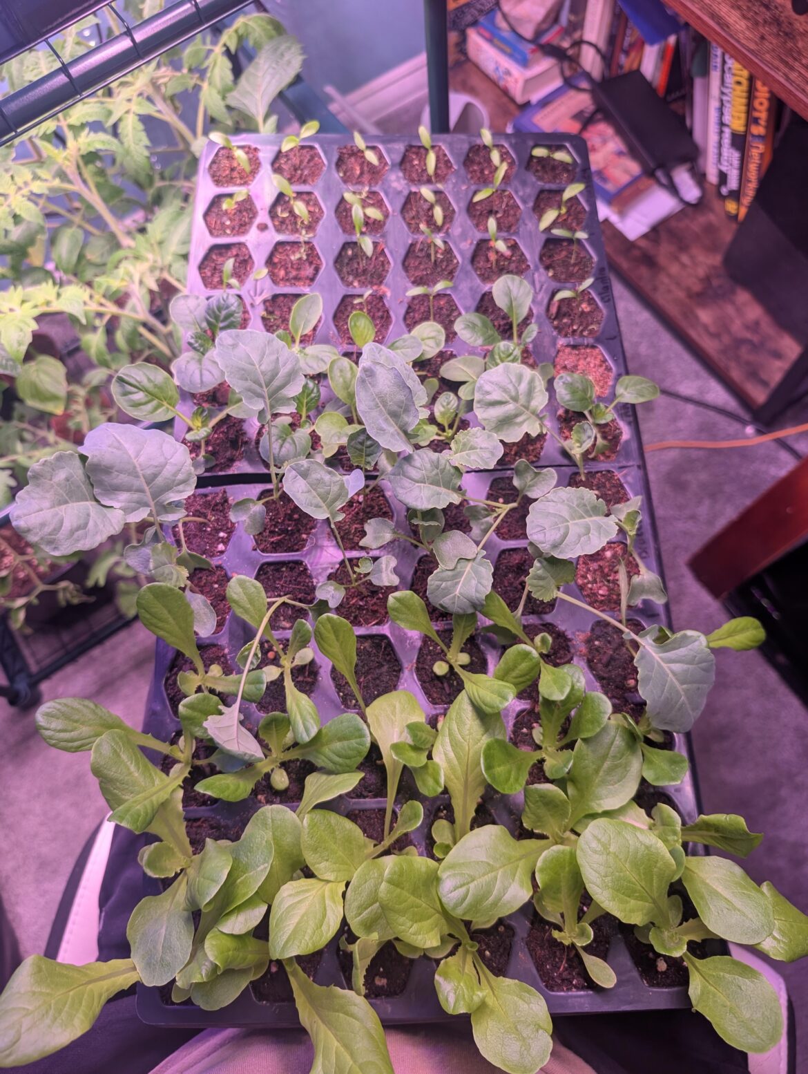 Restarted my seedling. They look a lot better now.