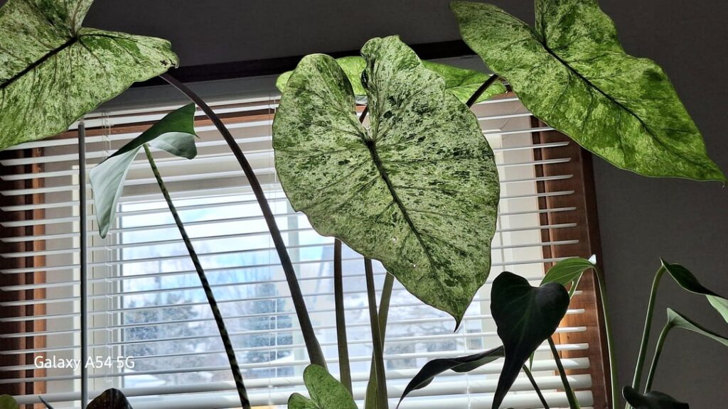 Alocasis Macrorrhiza Camoflage Variegated