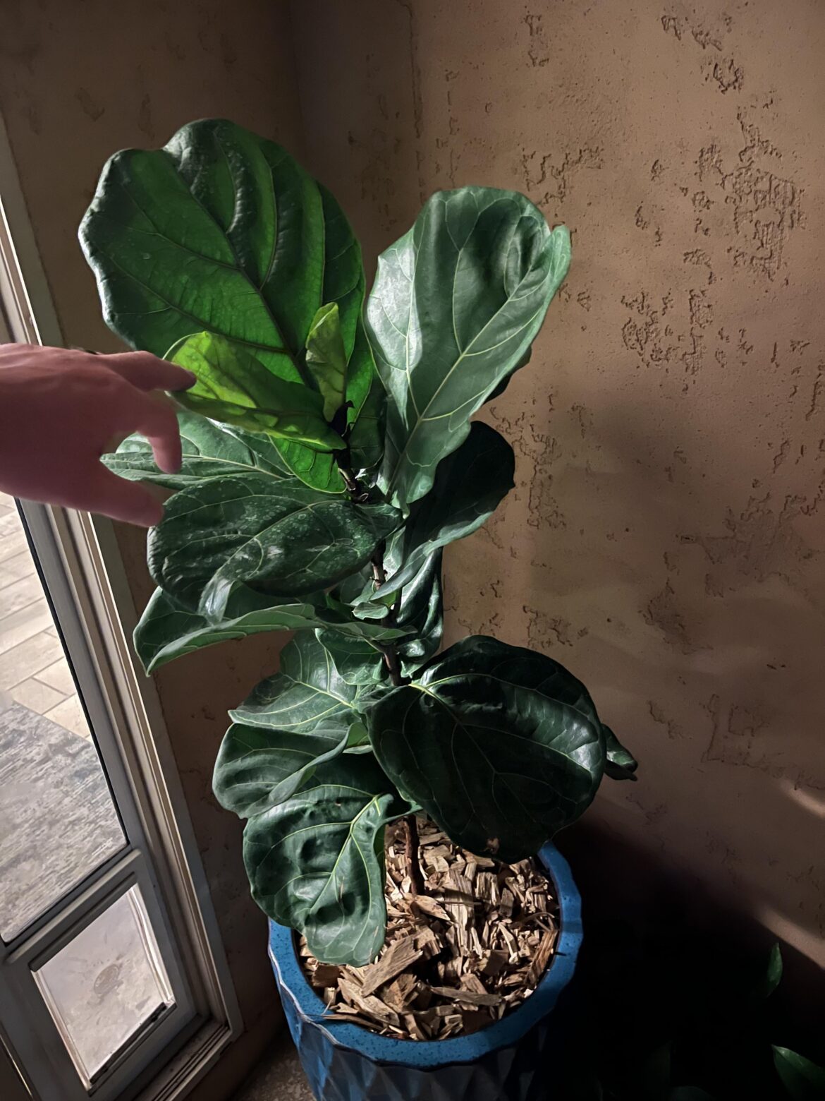 6 days on the patio