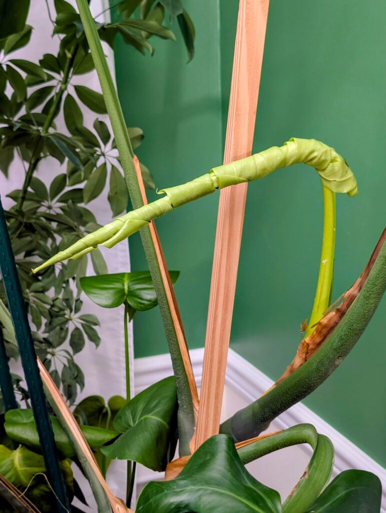The Unfurling