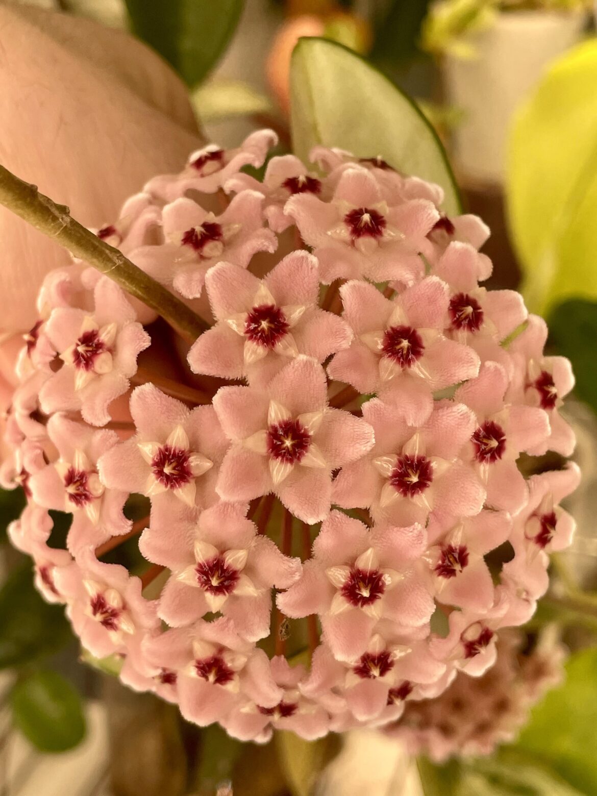 Hoya carnosa