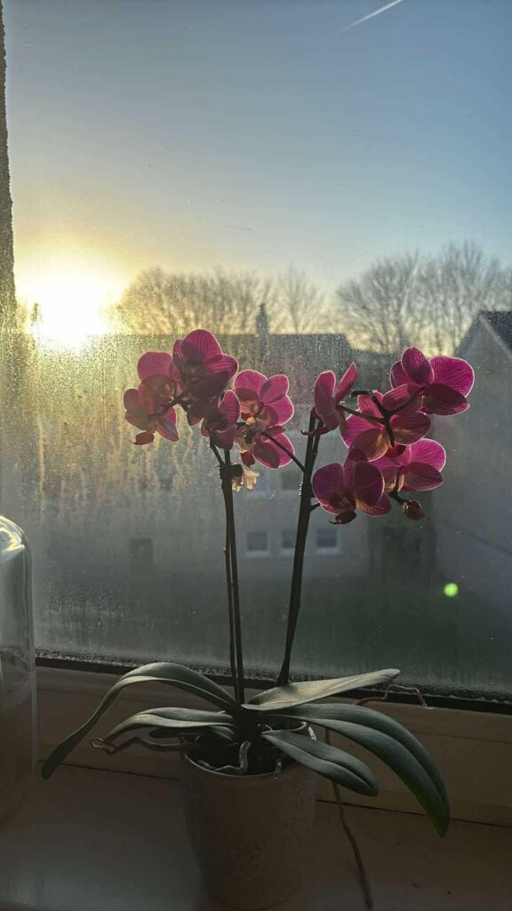 What should I do for my orchid?