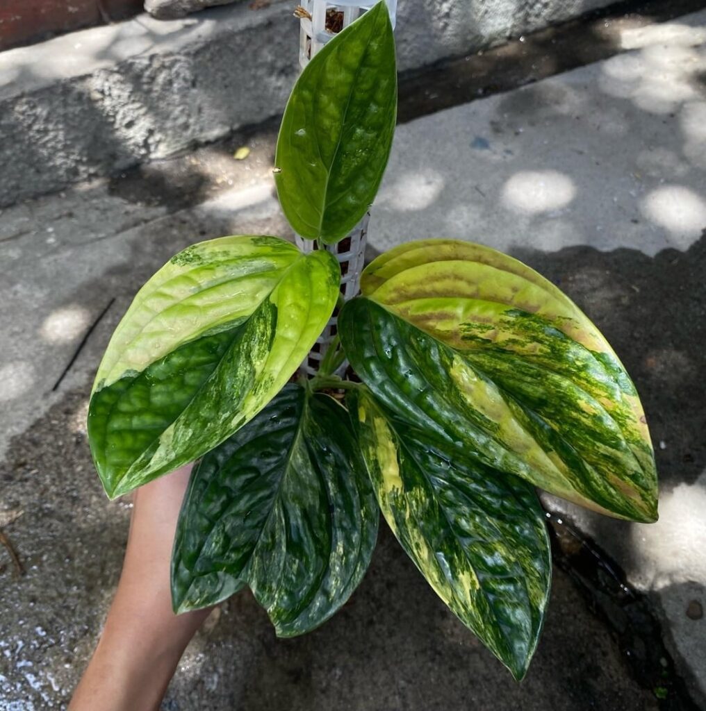 Monstera Peru ‘Aurea’