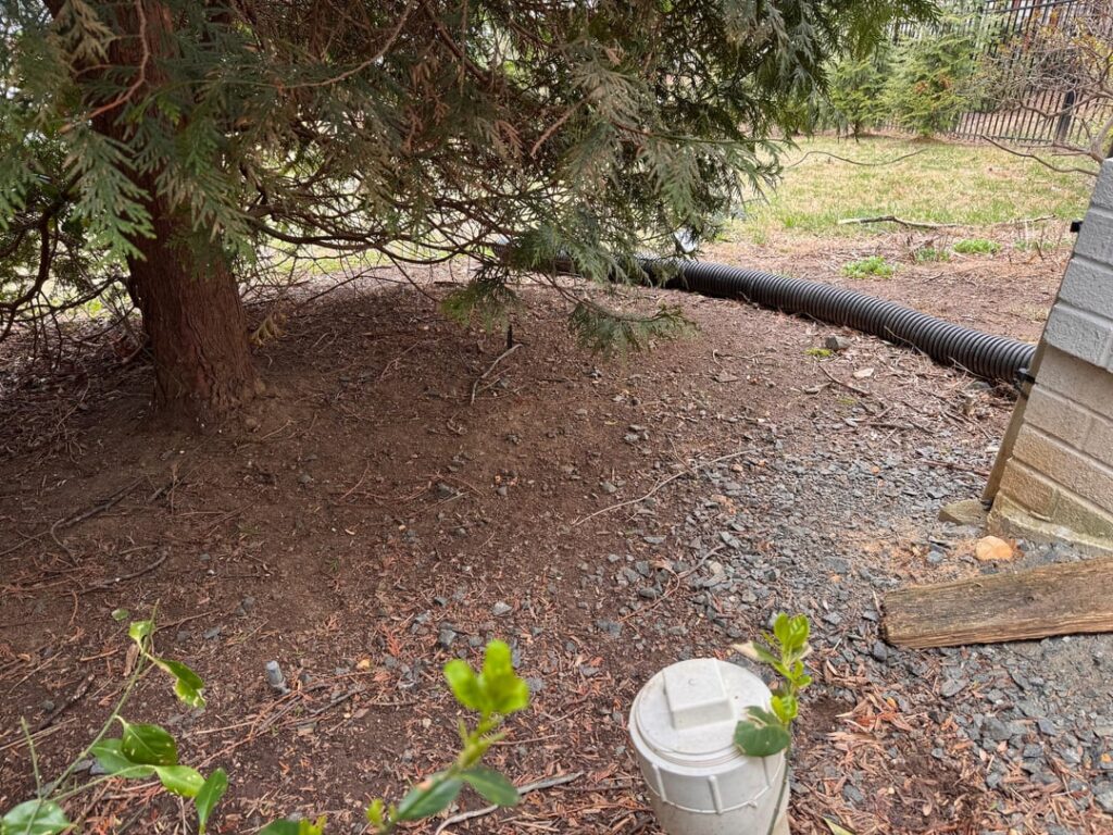 Should I cut this tree down? Fear of foundation damage. Should I cut this tree down? Fear of foundation damage.