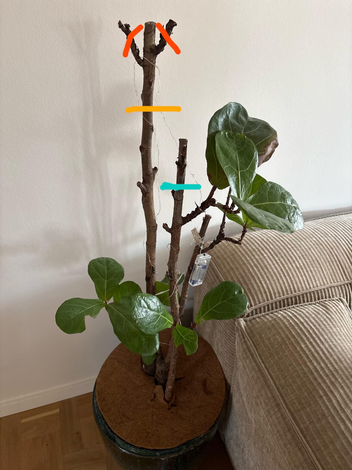How to cut my fiddle leaf tree