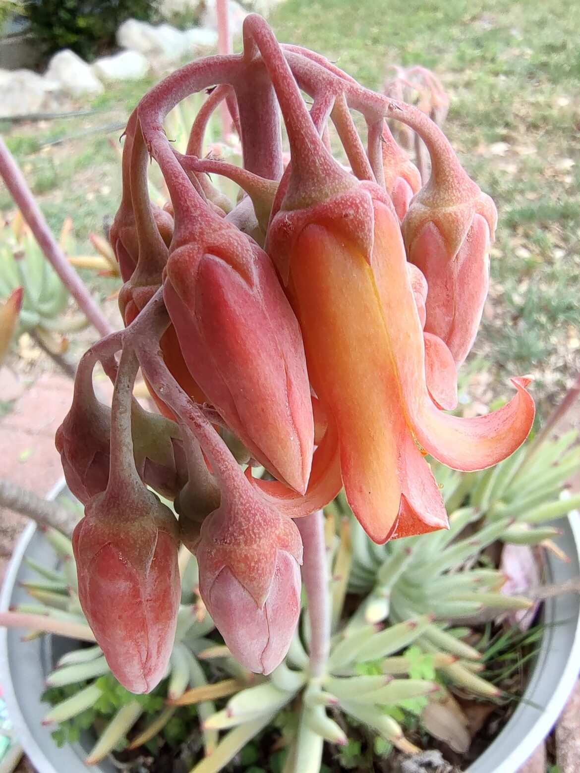 Succulent flowers