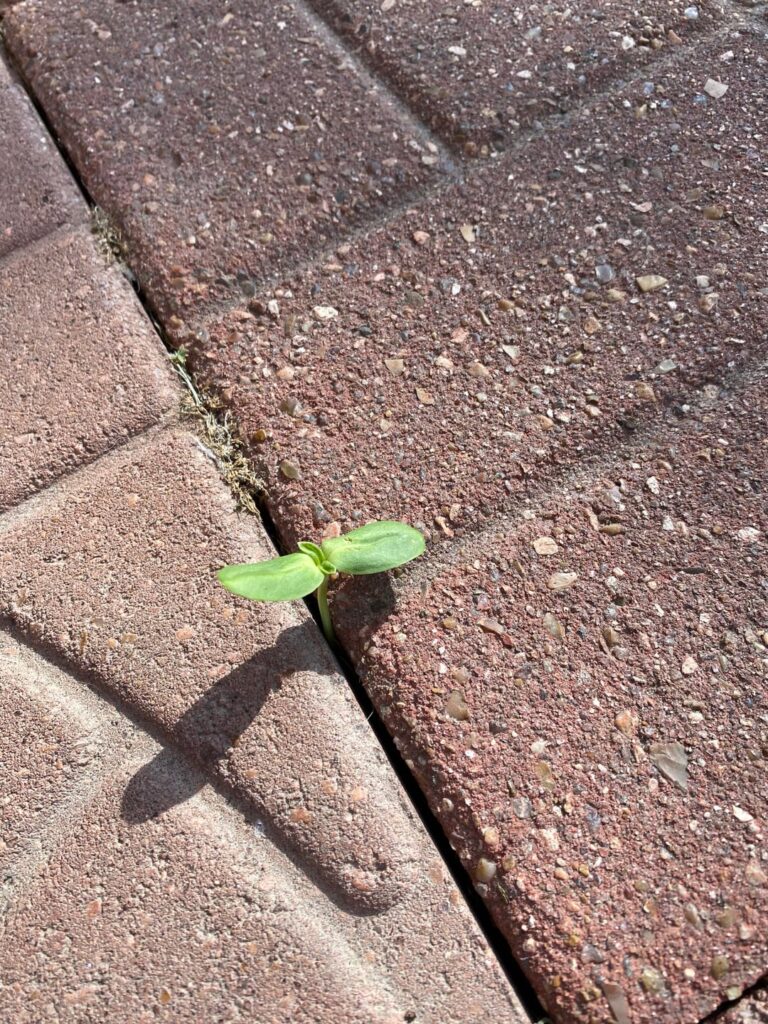 Their little guy popped up in my parent’s gazebo! it had the entire backyard but choose rock