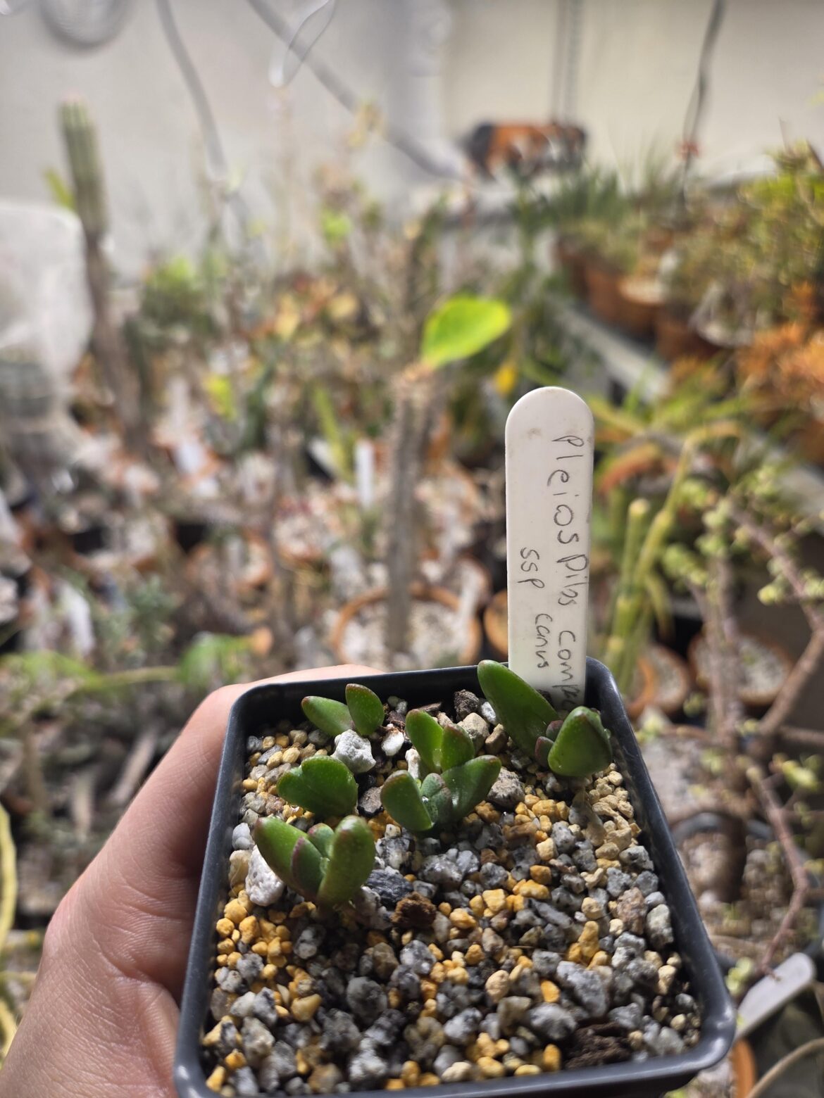Mesembs are not my expertise but here are my pleiospills compactus seedlings!