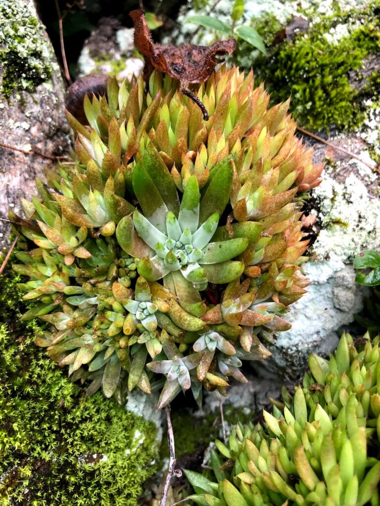 Wild Orostachys from Mt. Ishizuchi šÆšµ ā Surprising variation and snail damage Wild Orostachys from Mt. Ishizuchi šÆšµ ā Surprising variation and snail damage