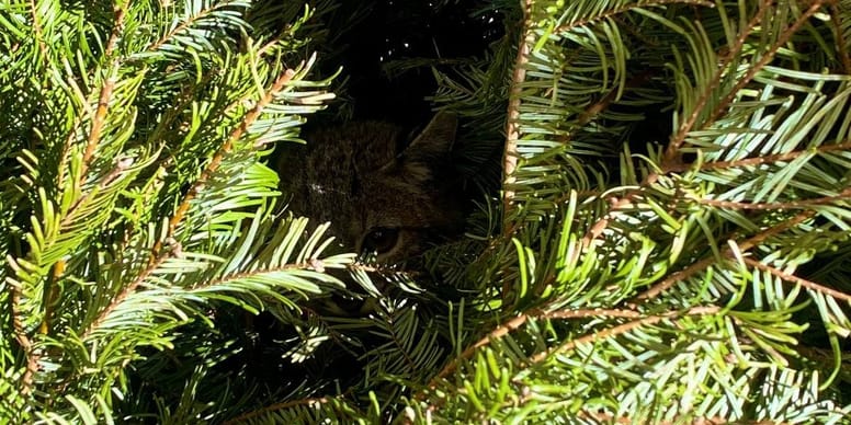 Gardener thought he was helping a stray cat, but he had just saved a wild animal Gardener thought he was helping a stray cat, but he had just saved a wild animal