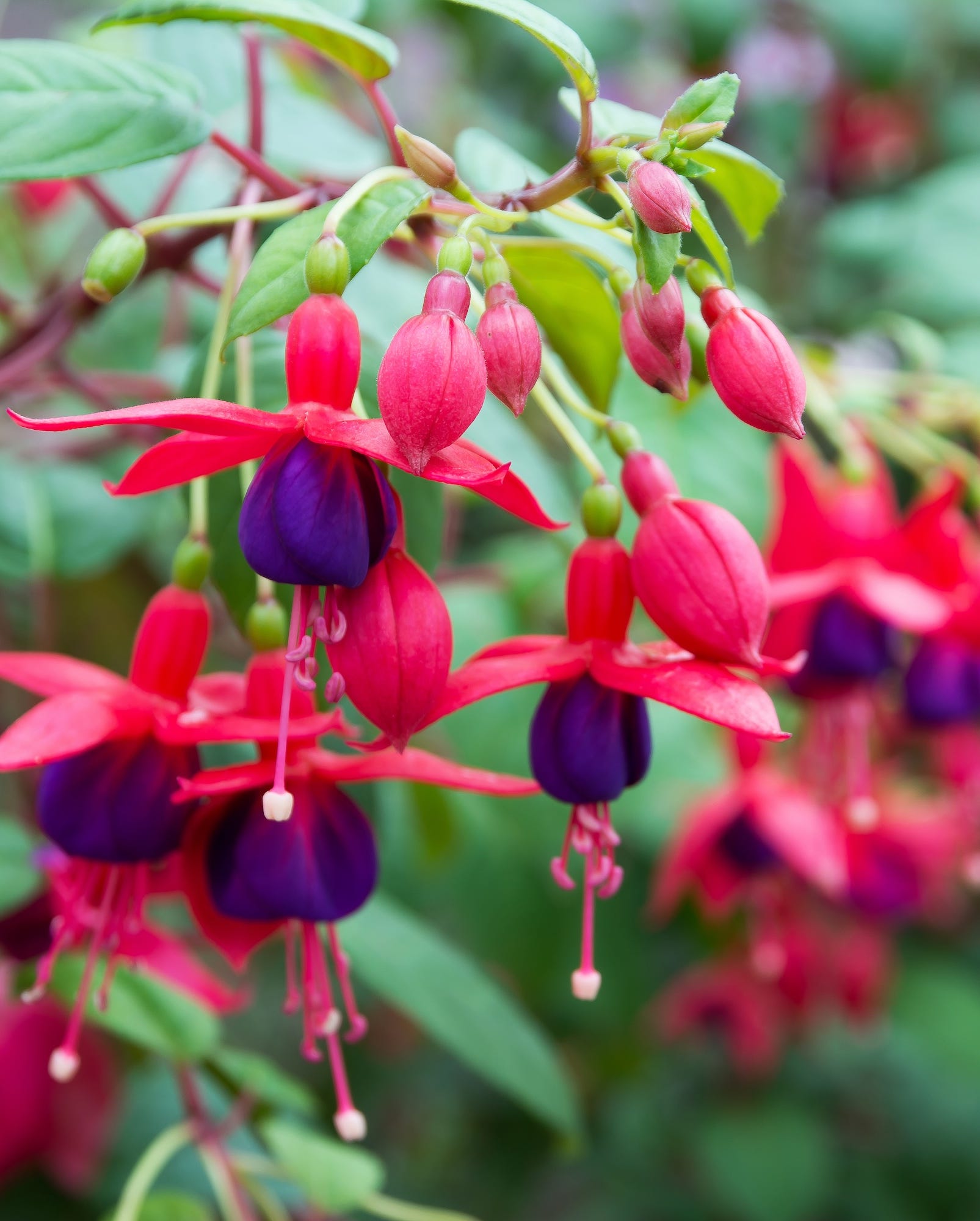 fuchsia flowersbeautiful fuchsia flowers in the garden