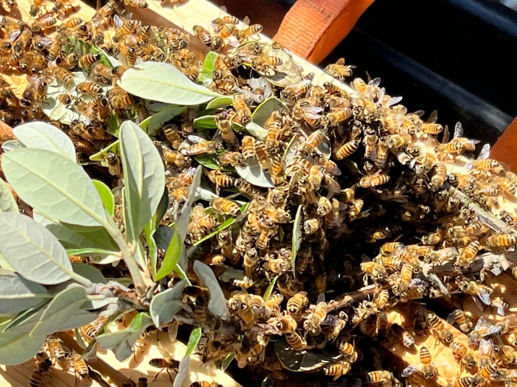 Home & Garden Digest – Santa Cruz Sentinel Home & Garden Digest – Santa Cruz Sentinel