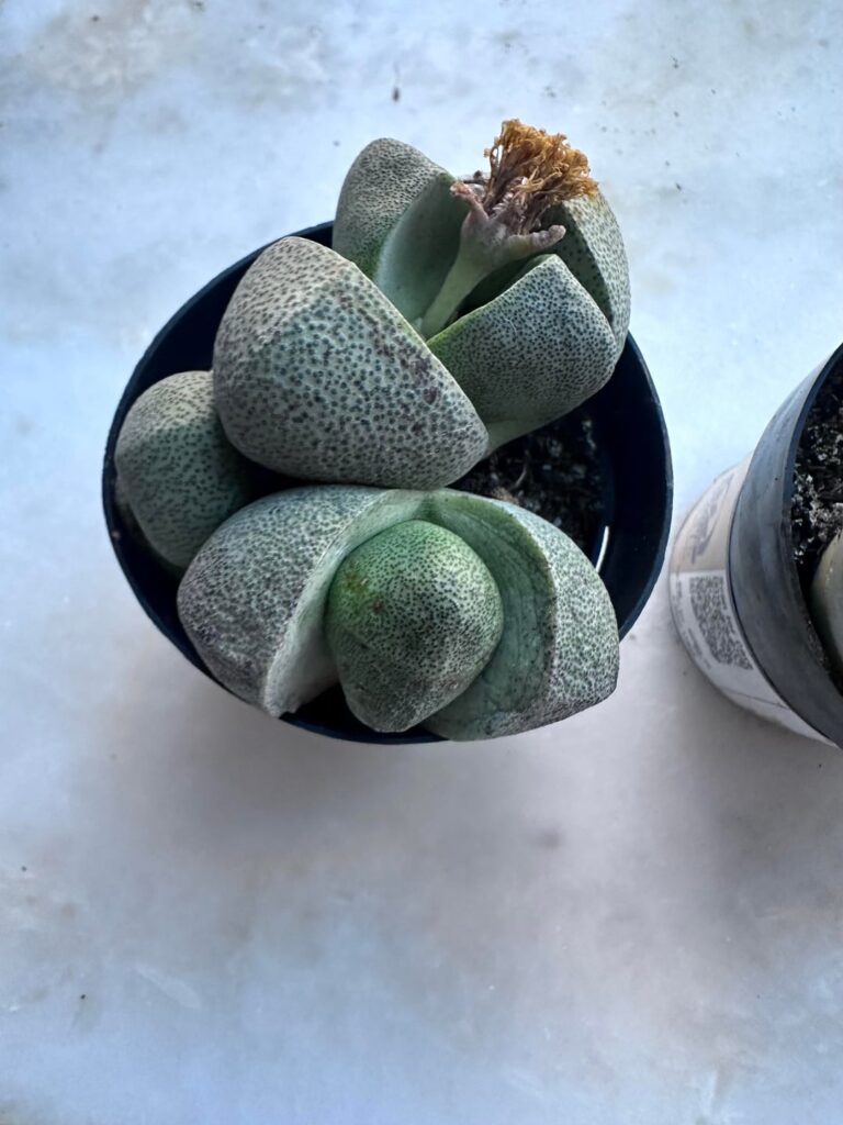 Mimicry plants care help