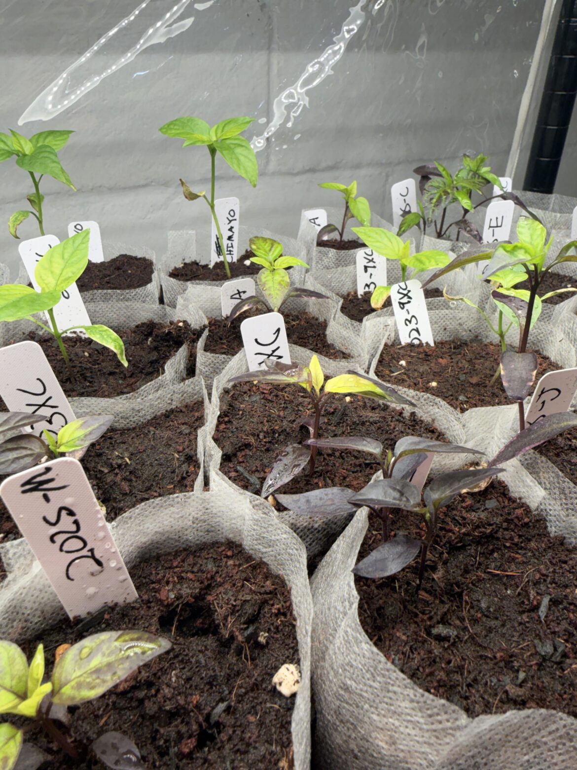 Seedling nutrient deficiency Seedling nutrient deficiency