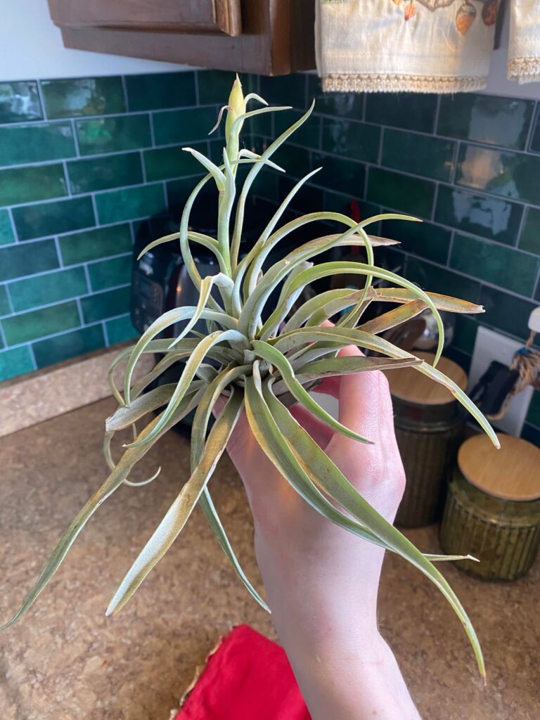 Is my AirPlant Dying?