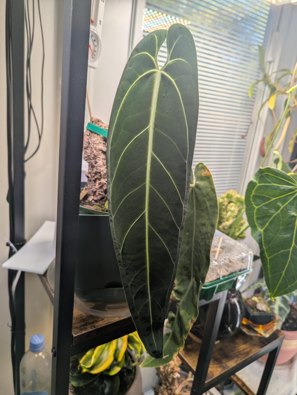 Finally Got My Queen's First Good Leaf!