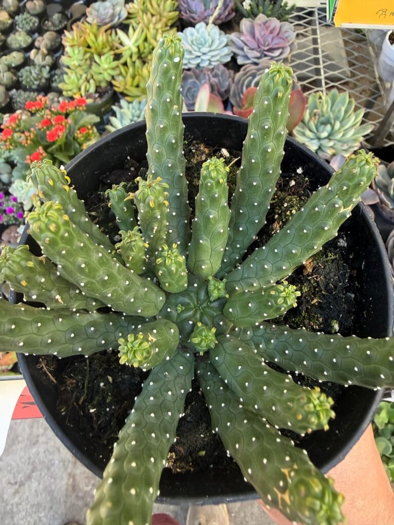 I’ve never seen this type of succulent before