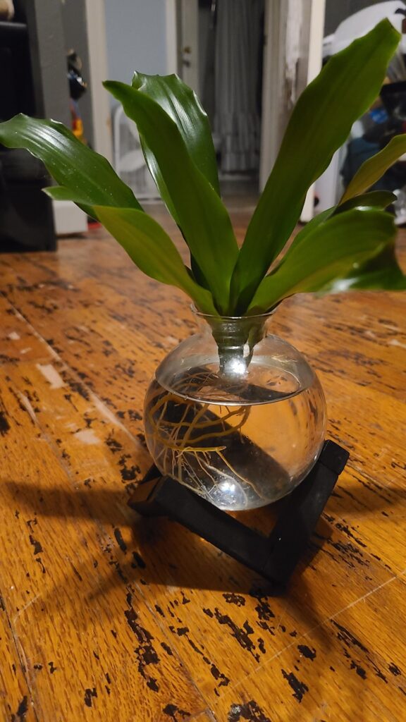 Corn plant perhaps?