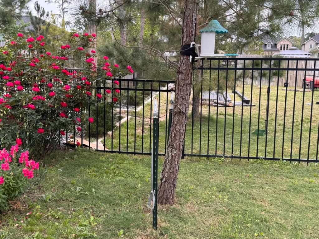 Why is this tree bending?