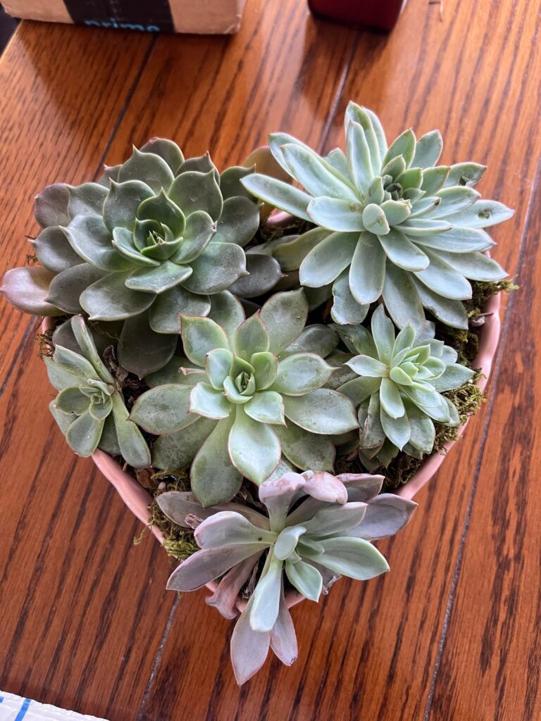 Boyfriend picked this up at grocery store - how do I care for it?
