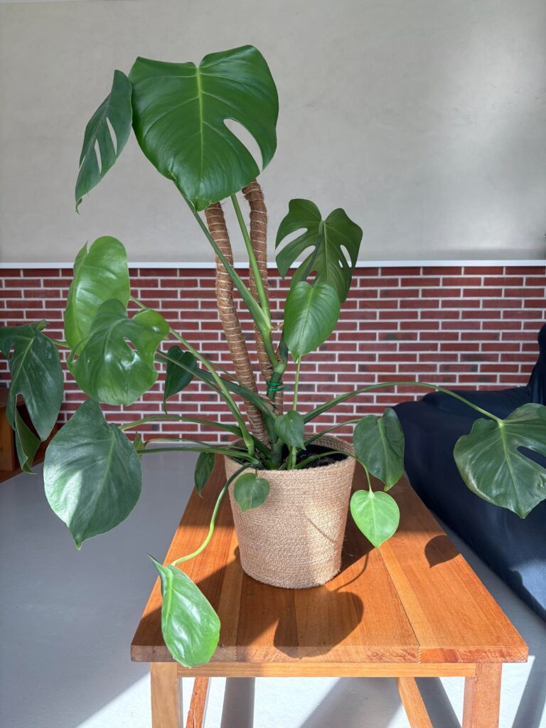 Help with my Monstera
