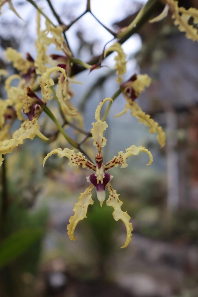 wild orchids found in various places across Ecuador 🙃 wild orchids found in various places across Ecuador 🙃