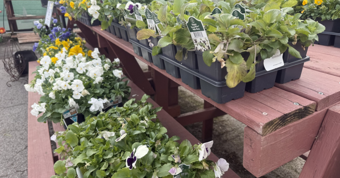 Tips to protect your plants