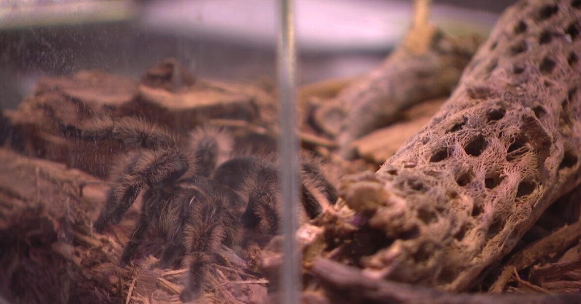 Garden of the Gods hosts its first-ever Bug Day Garden of the Gods hosts its first-ever Bug Day